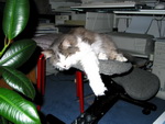Jessi im Wohnzimmer auf dem Computerstuhl.